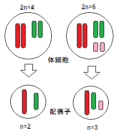 生物iの減数分裂についてです 減数分裂の結果できる体細胞の染色 Yahoo 知恵袋