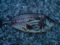 クチブトメジナの内臓には渦巻き状の物がありましたが 尾長にもありますか Yahoo 知恵袋