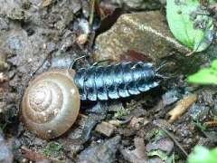 だんご虫ってカタツムリを食べるのですか 今日 外を歩いていたらカタツ Yahoo 知恵袋