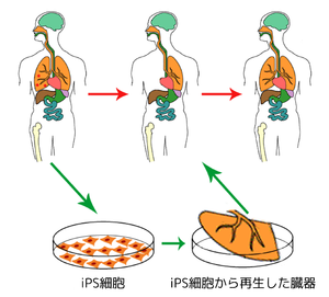 Es細胞とips細胞 幹細胞のあれこれ 生物学科 東邦大学