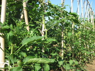 挿し芽 挿し木 のトマトはあまり生らないのでしょうか 種からやり直し Yahoo 知恵袋