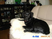 留守番中にトイレをしない犬もうすぐ6ヶ月になるノーフォークテリア Yahoo 知恵袋