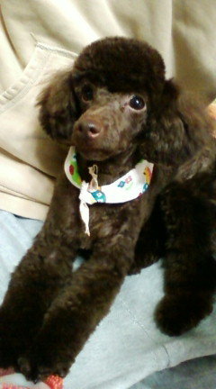 顔バリ似合うでしょうか 顔バリするか悩んでますご意見おねがいしますv Yahoo 知恵袋