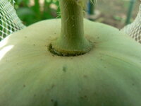 プリンスメロンが収穫予定2週間前にヘタから取れそうになっています Yahoo 知恵袋