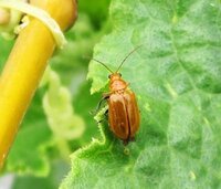 ゴーヤの花に1 2mmぐらいの小さな虫が10匹ぐらいついています どの Yahoo 知恵袋