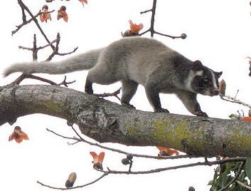 変な動物を見ました 何の動物かわかる人いますか 今日の夜 帰り Yahoo 知恵袋