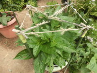 ハバネロをベランダで育てています ６月末くらいにホームセンターで苗を買っ Yahoo 知恵袋