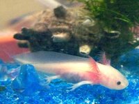 メダカの水槽にウーパールーパーみないな生き物が これは何で Yahoo 知恵袋