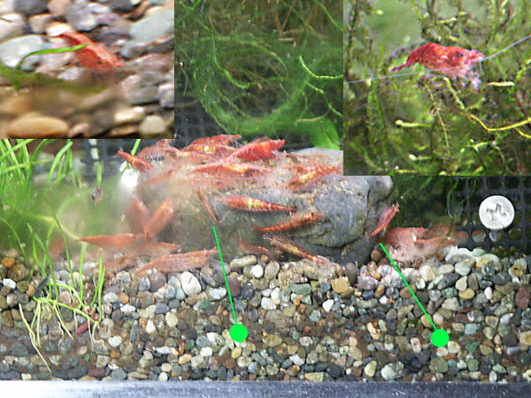 熱帯魚ph降下にレモン汁って大丈夫ですか 熱帯魚ビギナーです水槽を立ち Yahoo 知恵袋