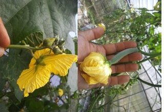 ヘチマの実がなりませんヘチマを育てています黄色い花は咲きまし Yahoo 知恵袋
