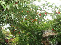 グミの木 実がなりません 肥料はなにがよいですか 花は沢山咲きま Yahoo 知恵袋