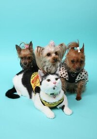 静かでおとなしい犬種を教えてください そんな犬はいません Yahoo 知恵袋