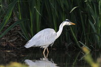 先日 自宅マンションのバルコニーで鶴のような鳥を見ました 白く Yahoo 知恵袋