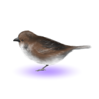 鳥の絵を塗るときに 質感というか リアルに描くにはどのように描 Yahoo 知恵袋