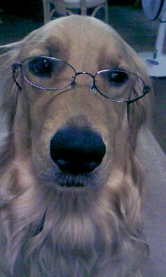 ペットの犬が可愛すぎてバイトに行くのが辛いです スーパーやコンビニに行く時間も Yahoo 知恵袋