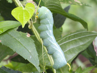 ヤマイモの葉に 何かの幼虫が 体長７ ８センチメートル アンテナのようなもの Yahoo 知恵袋