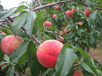 家庭菜園 初心者です 果物を家で育てたいです 庭もある程度ありますし ベ Yahoo 知恵袋