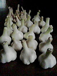 香りが強く 味も濃厚でおいしいニンニクの品種を教えて下さい Yahoo 知恵袋