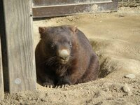 ウォンバットがいる動物園はどこがありますか 東京多摩動物公 Yahoo 知恵袋