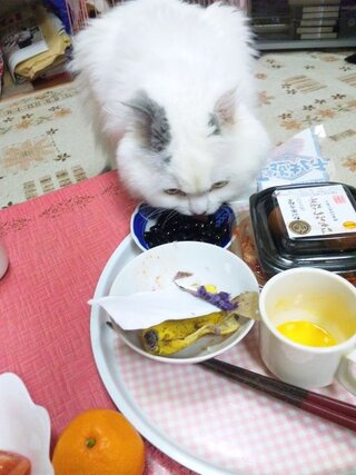 子猫に焼き魚釣りをする方に鮎をいただいたのですがうちに居る子猫 Yahoo 知恵袋