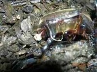 カブトムシのメスのお尻から 白いものが出てきました これは いったいなんですか Yahoo 知恵袋