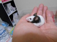 ハツカネズミ アルビノ を飼育しています パンダマウスの存在を知り Yahoo 知恵袋