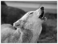 オオカミの鳴き声を出来るだけいっぱい教えて下さい 文字で表現して頂け Yahoo 知恵袋