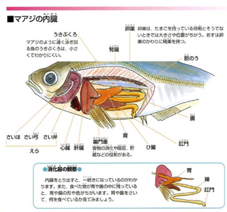 自由研究でアジの解剖をしました でも内蔵がどれだかわかりませんわかりや Yahoo 知恵袋