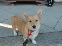 コーギーの体重について 4ヶ月のコーギーがいます 今日体重を量っ Yahoo 知恵袋