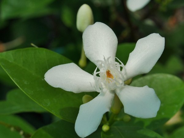 ジャスミンに似た花の名前を知りたいです 丈は45センチくらい 茎 Yahoo 知恵袋