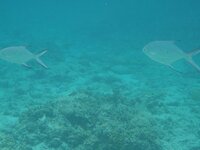 沖縄の海の遊泳区域に白い魚がいました これってよくあることなんで Yahoo 知恵袋