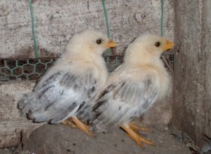 ヒヨコは蚊に刺されますか 昨日から生後3週間のヒヨコ雌を飼い始め Yahoo 知恵袋