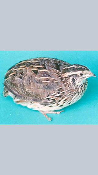 うずらの卵って何から生まれるんですか 鶉 うずら という小ぶりの鳥の卵で Yahoo 知恵袋