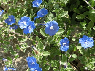 鉢植えのアメリカンブルーの花が全く咲きません 株も大きくなっていま Yahoo 知恵袋