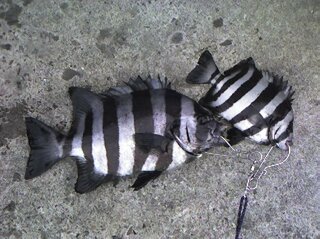 この魚はなんですか 食べれますか 石鯛の幼魚関東ではシマダイと Yahoo 知恵袋