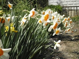 スイセンは１回植えたらほったらかしで毎年花が咲くのですか 家の Yahoo 知恵袋