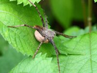 ベランダの壁に 黄土色のふわふわしたものがくっついていました 虫 Yahoo 知恵袋