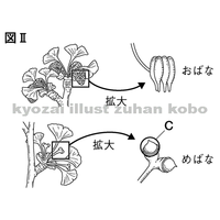 イチョウの花ってあるんですか 北辰テストで 花が咲く植物の中に イチ Yahoo 知恵袋