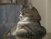 鶏頭牛尾 って 鶏頭牛尾 という言葉がありますが この意味で 鶏 Yahoo 知恵袋