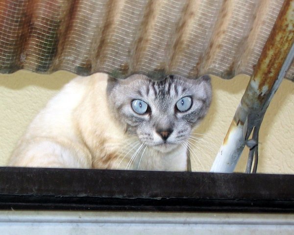 外出するときと、寝るときだけケージに入れています。今４か月の猫が２ 