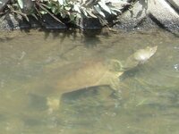 すっぽんの捕獲できる場所を探してます すっぽんの愛くるしい顔に見惚れ すっぽん Yahoo 知恵袋