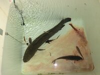 雷魚について 雷魚は１メートルに成長すると言いますが 実際に１ Yahoo 知恵袋