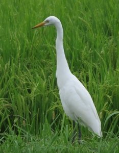 畑でよく見かける真っ白な大きめの鳥はなんという鳥ですか よく畑の真ん中でただ突 Yahoo 知恵袋