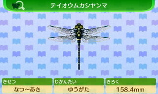 Yahoo!知恵袋とび森のテイオウムカシヤンマが捕まえられません(>_