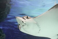 エイの顔は エイのどちら側にあるのですか 目は体の上側に Yahoo 知恵袋