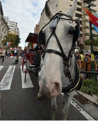 明治時代の馬車の馬に メンコを 目隠し を装着されていますが 何 Yahoo 知恵袋