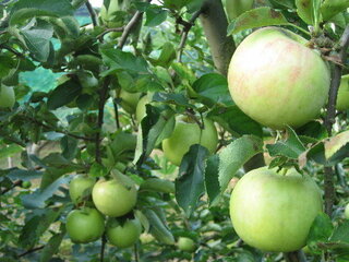 スス病などのリンゴを食べても大丈夫ですか 無農薬のリンゴ 赤城 を育てて Yahoo 知恵袋
