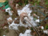 秋明菊ですが 育て方に 花咲後に花茎から切る ってあるのですが Yahoo 知恵袋