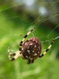 背中の赤い蜘蛛が 突然家の中で発見されたので 気になって投稿 Yahoo 知恵袋