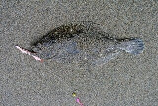 投げ釣りでのヒラメの釣り方を教えて下さい いつも愛知県でサーフか Yahoo 知恵袋